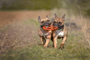 Jobsharing fuer Führungspositionen visualisiert durch 2 Hunde, die beide an gleichen Spielzeug ziehen
